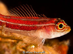 Gobying around, practicing using macro lenses for the fir... by Alex Saywell 
